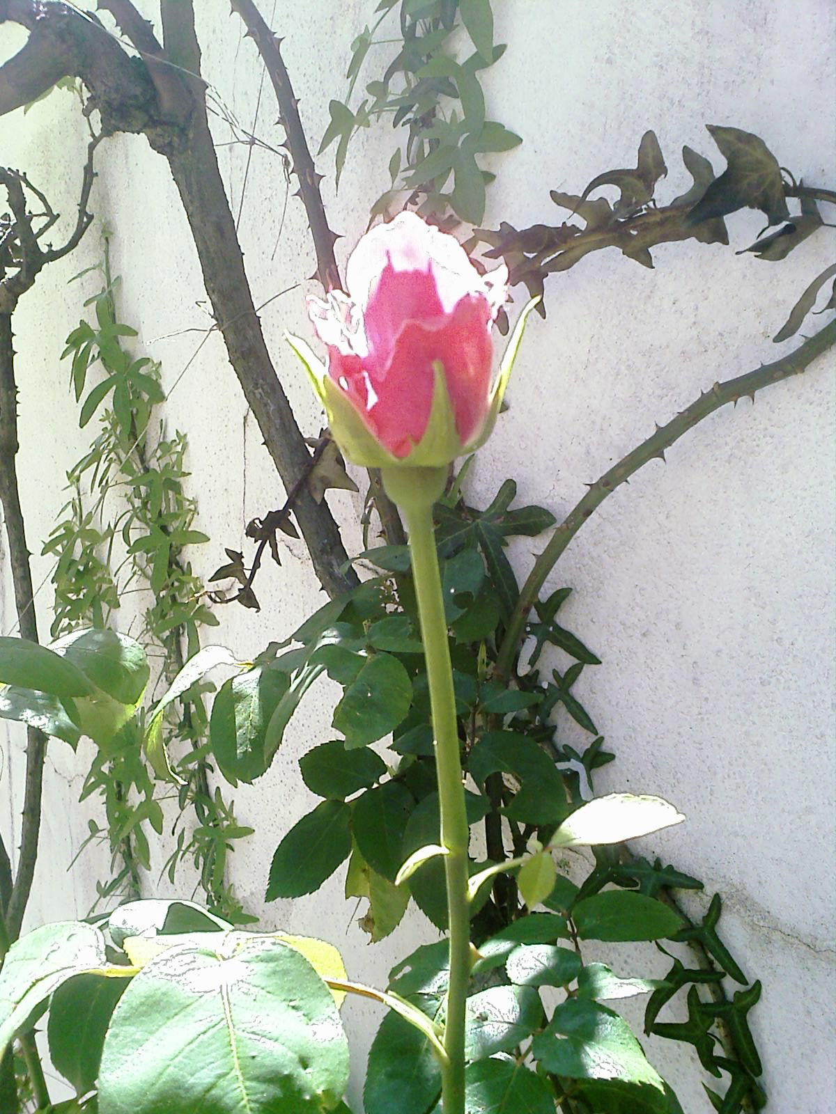 Cueillez dès aujourd'hui les roses de la vie